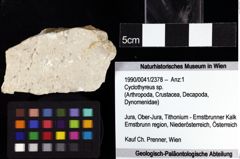 Foto (Objket + Etiketten) von Cyclothyreus sp. 